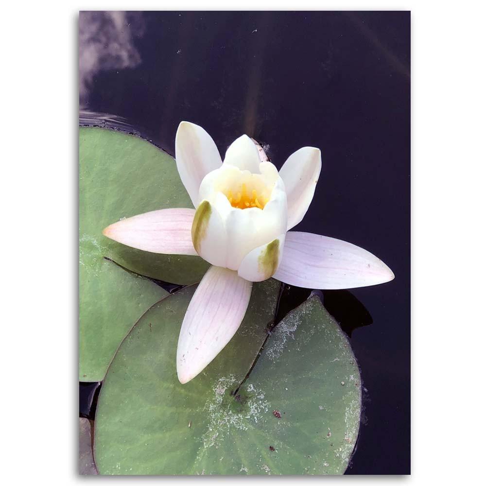 Lerret Water Lily Flowers Nature