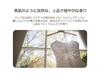 [Official] TEABLESS Lily Musk White Tea Perfume Body Wash 500g  Tea and Lily Musk Scent, Scrub Formula, Moisturizing, Hypoallergenic Body Soap,