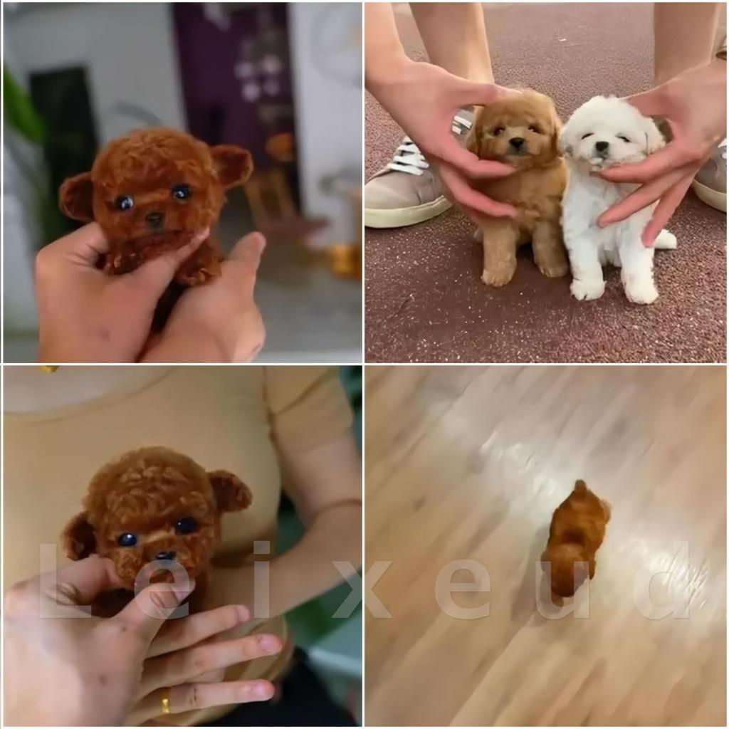 Welpenförmiger Haustierroboter, realistisch aussehender Welpe mit Emotionserkennung, Tierstimmenimitation, Sprachsteuerung, Berührung, beruhigend, Heimtierhund,