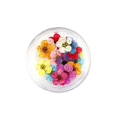 20 Pezzi/Scatola Narciso Pressato Essiccato Fiore di Fiori di Prugno Per Gioielli in Resina Epossidica Nail Art Artigianato Fai da Te Accessori