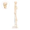 Human Skeletal Model ABS Human Bone Model with Detachable Function Simulation for Anatomy and Research