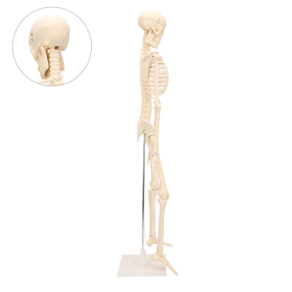 Human Skeletal Model ABS Human Bone Model with Detachable Function Simulation for Anatomy and Research