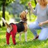 Breathable Dog Hind Leg Brace Adjustable Post Surgery Cover Leg Injury Protector  Knee Protection