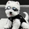 Impact-Resistant Pet Glasses Windproof Design Doggie Goggles Cool Fashion Cat Eyewear  Pet Photos