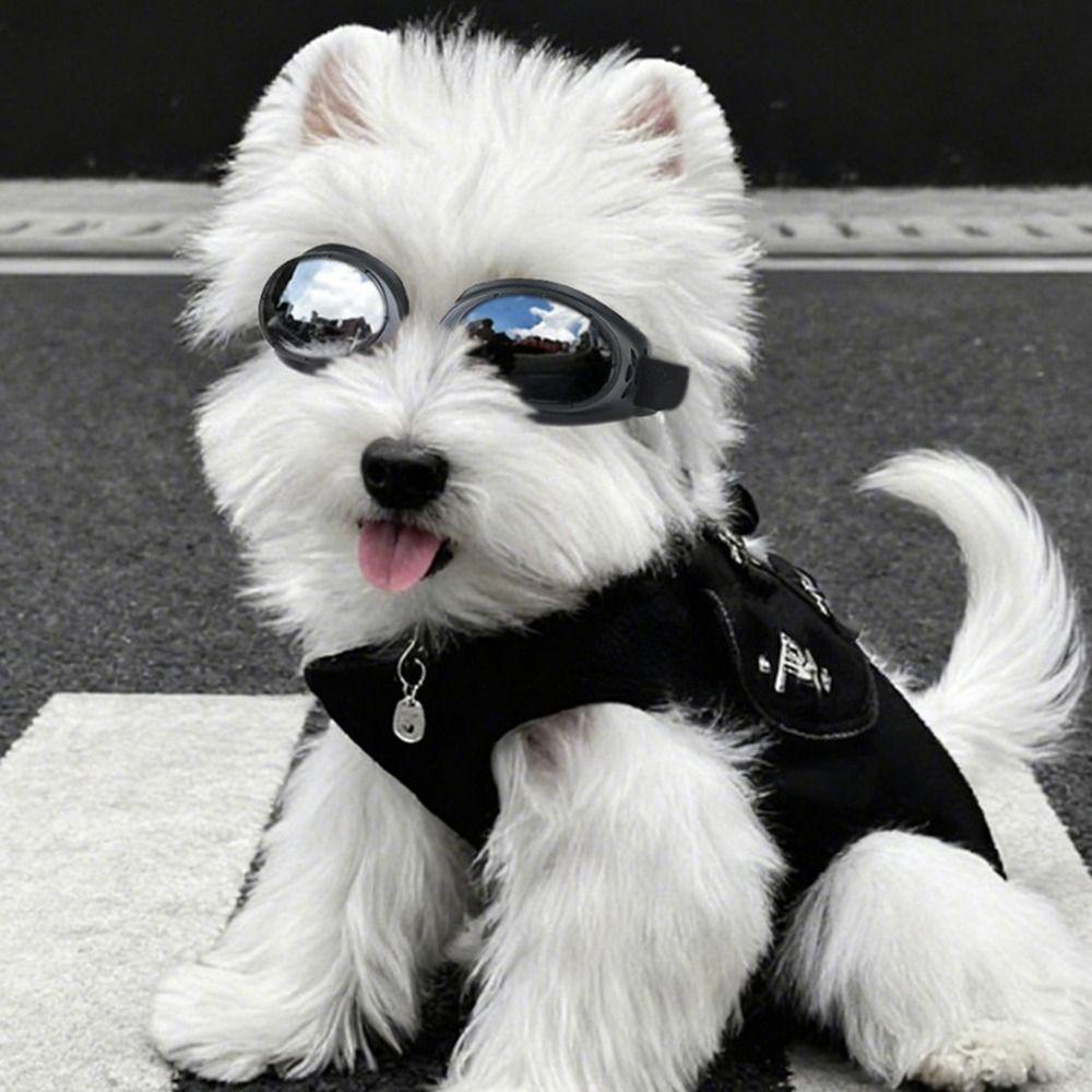 Impact-Resistant Pet Glasses Windproof Design Doggie Goggles Cool Fashion Cat Eyewear  Pet Photos