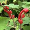 10/20/50pcs 90 Degree Plant Benders Trainer Growth Manipulation Tutors For Plants Clips Bending Twig Clamps Branche Accessories