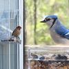 Comedero de Pájaros Acrílico con Ventana Transparente Colgante Exterior Casa Comedero para Pájaros con Ventosa para Jardín Exterior Patio Trasero Vida Silvestre Observación de Pájaros