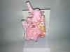 Human Digestive System Model: Large Intestine, Rectum, Duodenum, Stomach & Intestines Anatomical Structure