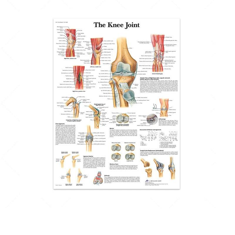 Science Wall Art Muscle System Human Anatomy Diagram Medical Education Supplies HD Oil On Canvas Posters And Prints Home Decor