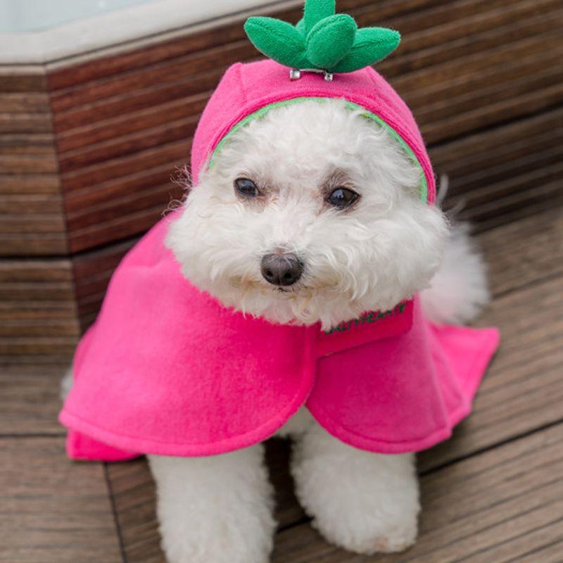 Chien FRUIT DU DRAGON SALÉ COPIEUX