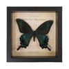 Green Banded Swallowtail Butterfly Specimen Decorative Painting - Real Insect for Display