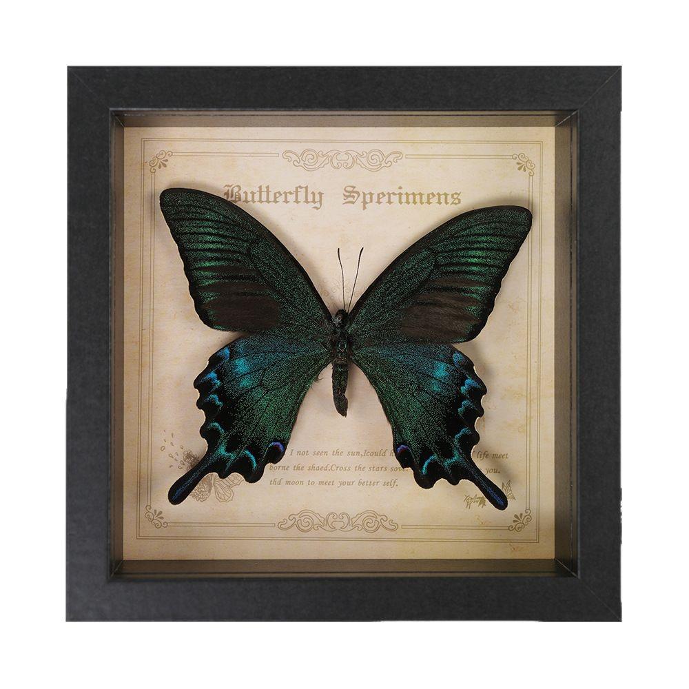 Green Banded Swallowtail Butterfly Specimen Decorative Painting - Real Insect for Display