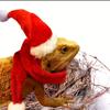 2pcs/set  Lizard Christmas Decorative Hat, Santa Claus Hat and Scarf, Christmas Clothes, Lizard Reptile Pet Decorative Hat