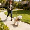 Îmbrăcăminte și încălțăminte – Pulovere pentru câini
