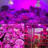 E27 LED Grow Bulb Full Spectrum Phytolamp Seedling Grow Light 250W UV Światło do sadzenia warzyw hydroponicznych Zioła Kwiaty