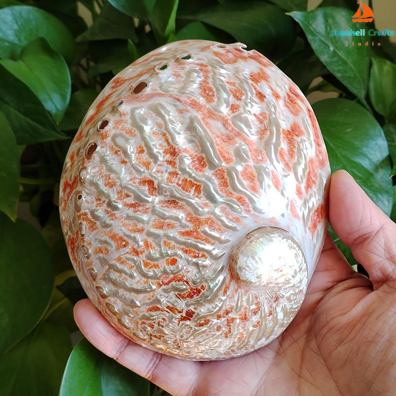 Home Decoration Red Pattern Abalone SeaShells Home Accessories Conch Fish Tank Aquarium Creative Decoration Lucky Conch Specimen