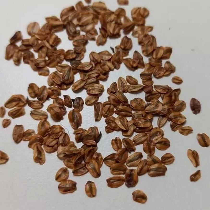 10 SEEDS OF GIANT SEQUOIA - FRESH SEEDS