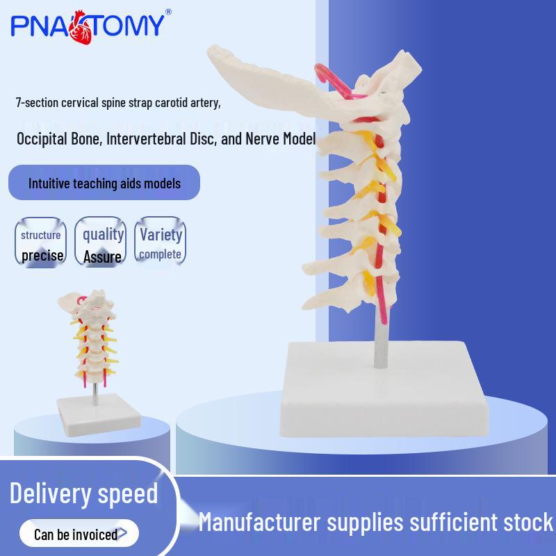 Human Cervical Vertebrae Model with Carotid Artery, Occipital Bone, Discs, and Nerves PVC