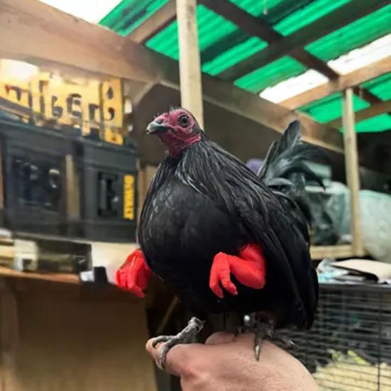 Chicken Muscle Arm Toy Funny Dinosaur Spoof Pet Props Chicken Forelimb Decor Fighting Chicken Photo Shoot Prop Halloween Birthdays Supplies