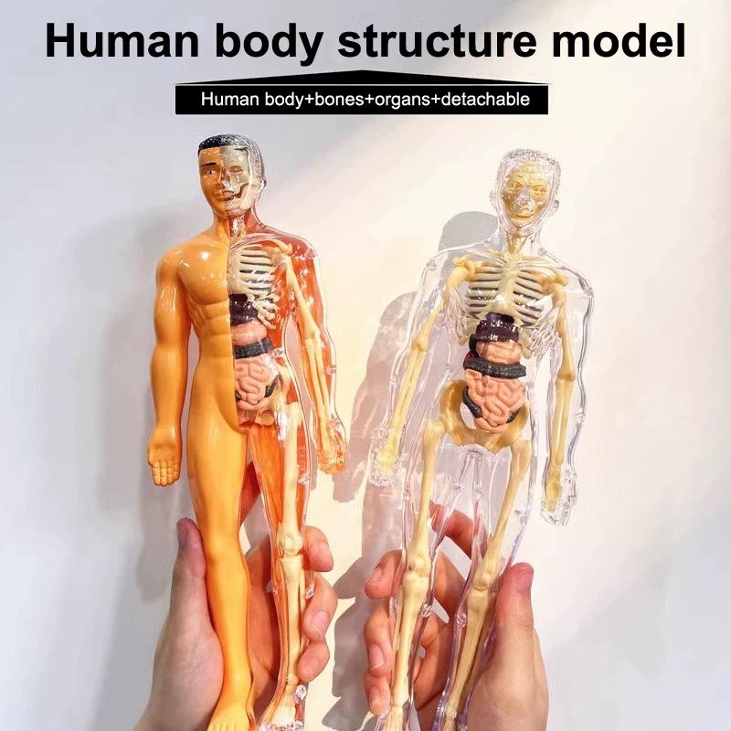 3D lidská kostra, anatomie orgánů, vědecký model, sada pro dětské tělesné vzdělávání, odnímatelné simulační modely pro kutily a sestavování orgánů