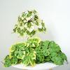 Large Artificial Monstera Turtle Leaf with 42 Leaves Indoor Outdoor UV Resistant Fake Plant Greenery for Home Garden Decor
