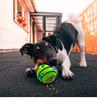 Teething Bite-Resistant Dog Toy: Sounding Laugh Ball with Treat Dispensing Feature