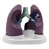 Anatomical Pathological Lung Model Human Lung Anatomy Model Normal and Pathological Lung Anatomy Model for Teaching Tool