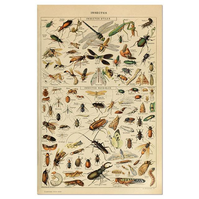Vintage-Leinwandgemälde mit Gemüse, Früchten, Pilzen, antike Wandkunst, botanische Bilder, wissenschaftliche Poster und Drucke, Heimdekoration