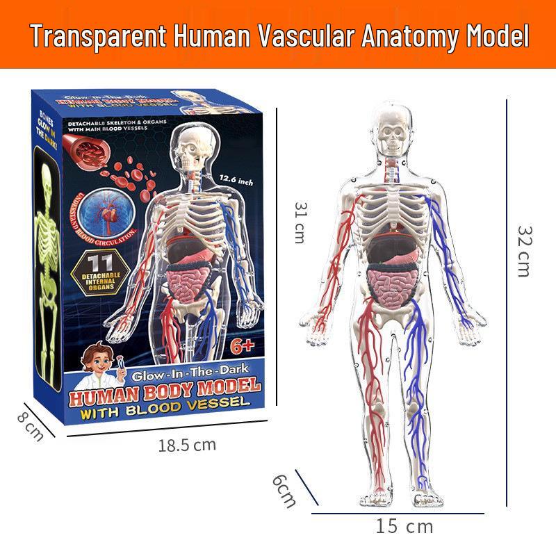 Children's Educational Human Anatomy Model - Skeleton & Organ Structure Toy for Medical Teaching
