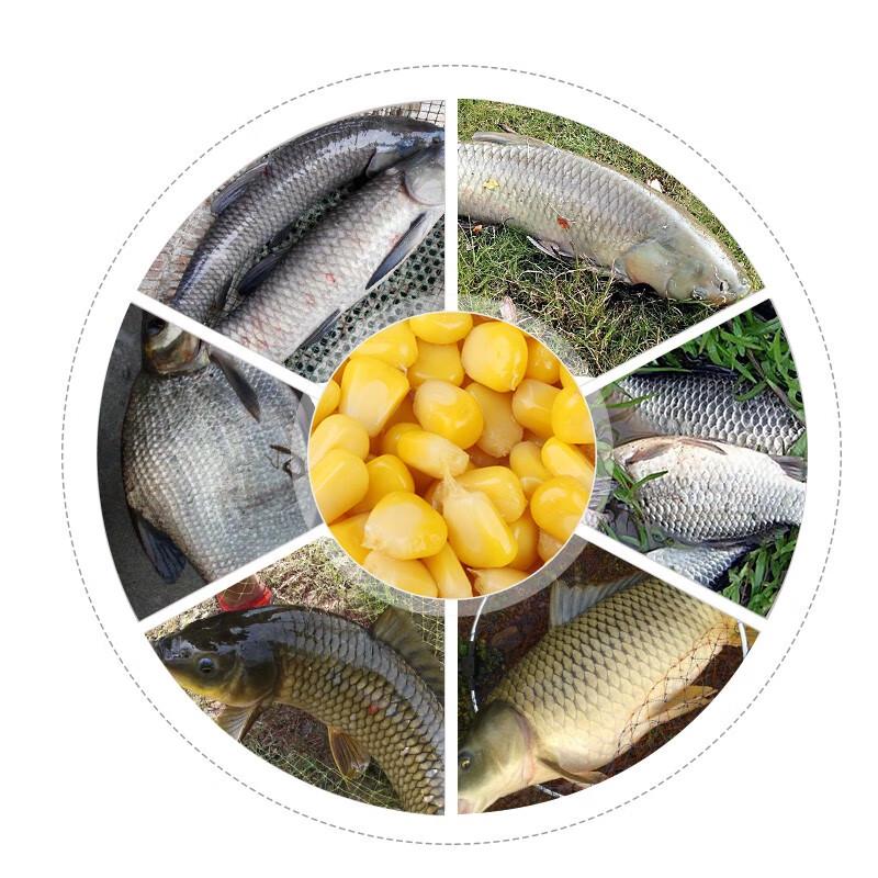 King de Pesca Milho Doce Fermentado Isca de Peixe