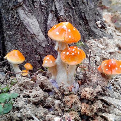 Realistischer Pilz-Fliegenpilz, Miniatur-Ornament, Feengarten-Terrarium, Puppenhaus-Dekoration für Bonsai-Terrarien