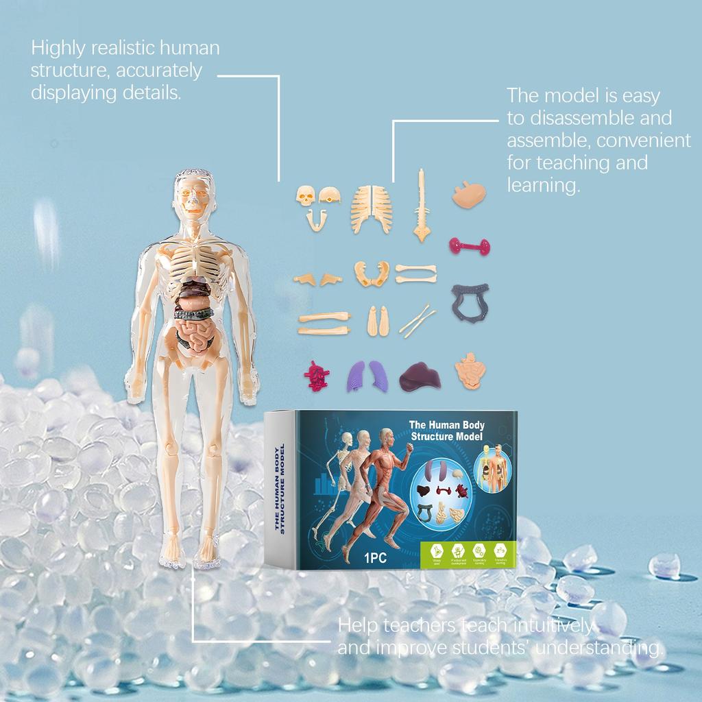 Children's Manikin, Interactive Science Kit Educational Anatomy Toy Kit Human Structure Model Educational Toys