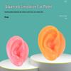 Silicone Fake Ear Model for Teaching and Earring Display
