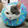 Adjustable Cat Recovery Collar, Cute Cat Donut Collar, Soft Cone Collars for Cat, Wound Healing Protective Cone After Surgery