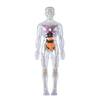 Modèle de Squelette Humain en Plastique Transparent avec Organes et Muscles Amovibles pour Enfants Outil d'Apprentissage Biologique Pratique