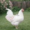 Cartoon Chicken Diapers Adjustable Pet Duck Vest Diaper Duckling Diaper Bags  Backyard