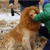 Pet Costume Lion Mane Wig For Dog Halloween Festival Dress Up Prop Fashion Gift
