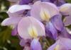 SAFLAX Blue Chinese Wisteria - 4 Seeds - With Potting Substrate for Better Cultivation - Wisteria Sinensis
