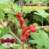 Plant Bending Trainer Low Pressure Branches Sprigs Tomato Plant Clips Pepper Clips Branch Accessories Plant Stands