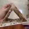 Trappole adesive per falene alimentari e da abiti per casa e cucina con feromoni Trappole per falene Prime per armadi da dispensa Cattura falene Magico