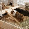 Colorful Hamster Climbing Ladder Interactive Wave Shape Hedgehog Ladder Decorative Guinea Puzzle Toy Pet Habitat