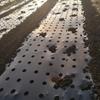 Breathable Perforated Plastic Mulch Film Pre-Punched Holes Black Weed Barrier  Disease Reduction