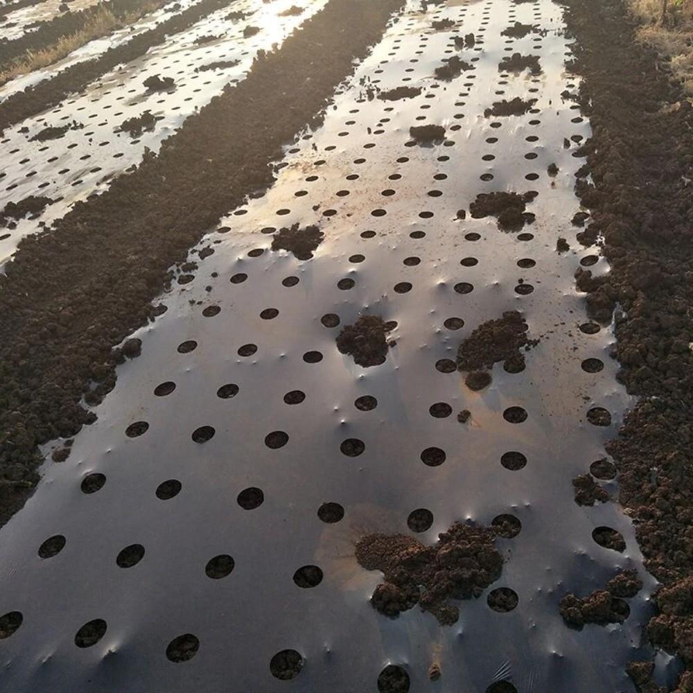 Breathable Perforated Plastic Mulch Film Pre-Punched Holes Black Weed Barrier  Disease Reduction