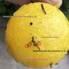 Bee and Fly Attractant Sticky Citrus Trap Ball for Fruit Trees and Melon Orchards