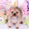 Small Dogs Smooth surface Cute Dog Hair Clip Dog Supplies Pet Hairpin Puppy Grooming Accessories