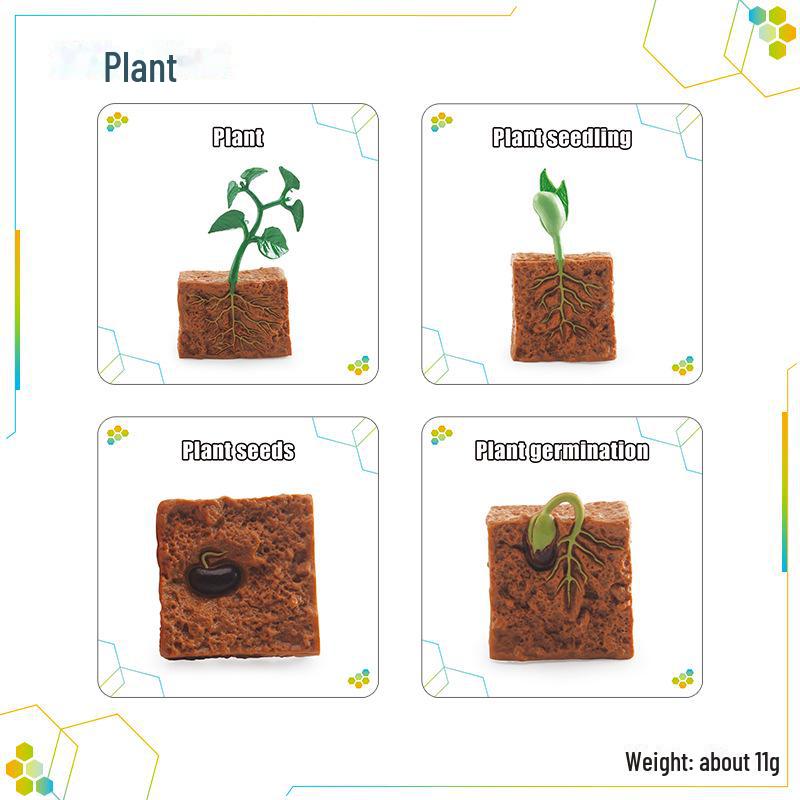 

Трансграничная детская игрушка: Моделирование циклов роста животных и растений