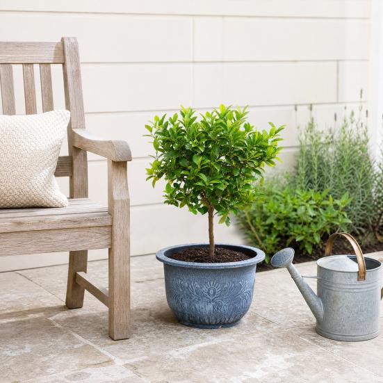 Large Plant Pot, Retro Flowerpot with Drainage Hole, Fruit Tree Water Lily Planter for Indoor Outdoor Plants Patio Garden Decor