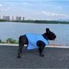 Pet Elastomer Ice Dog Vest, Cool Cooling Vest for Dog, Pet Vest, Dog Vest for Summer
