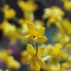6Pcs Artificial Forsythia Branches, Fake Winter Jasmine Long Stem Silk Fake Spring Jasmine Flower for Wedding Home Office Decoration, Yellow, 45cm /