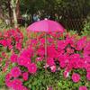 Jardinagem e paisagismo – Decoração de jardim